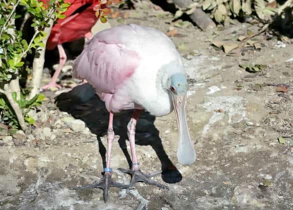 動物図鑑・ベニヘラサギ